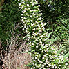 Echium - Pink Fountain - Echium