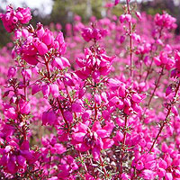Erica cinerea - 'C.D Eason' (Heather)