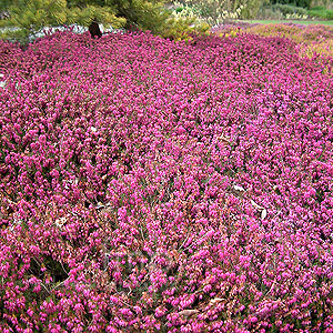 Erica carnea - 'Vivelli' (Heather)