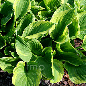 Hosta fortunei - 'Aureomarginata'