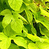 Humulus lupulus - Aureus - Ornamental hop, Humulus
