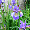 Iris sibirica - Tropic Night
