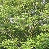 Juglans cathayensis - Walnut, Juglans