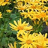 Ligularia X yushizoeana - Palmatiloba - Ligularia