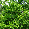 Liquidambar styraciflua - Aurea - Golden Sweet Gum, Liquidambar