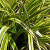 Liriope muscari - Gold-Banded - Lily Turtf, Muscari