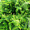 Lonicera nitida