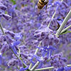 Click to view large image