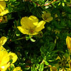 Potentilla parvifolia - Shrubby Quinuefoil, Potentilla