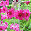 Primula wilsonii - candelabra primula