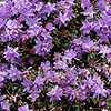 Rhododendron impeditum