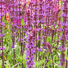 Salvia nemerosa - Caradonna
