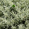 Santolina chamaecyparissus - Lambrook Silver - Santolina, Cotton lavender