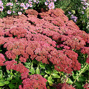 Sedum - herbstreude (Sedum)