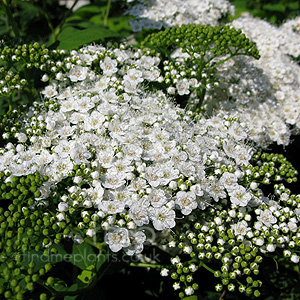Spiraea media (Spiraea)