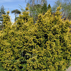 Taxus baccata - 'Aurea' (Yew)