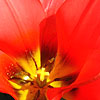 Tulipa - Toronto