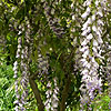 Click to view large image