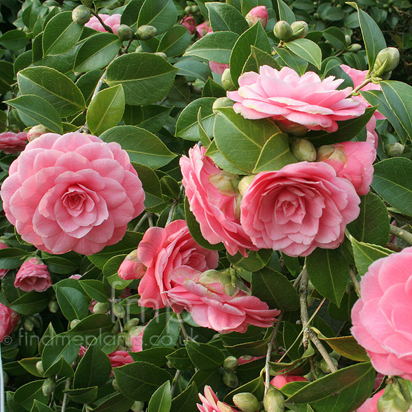 Big Photo of Camellia Japonica