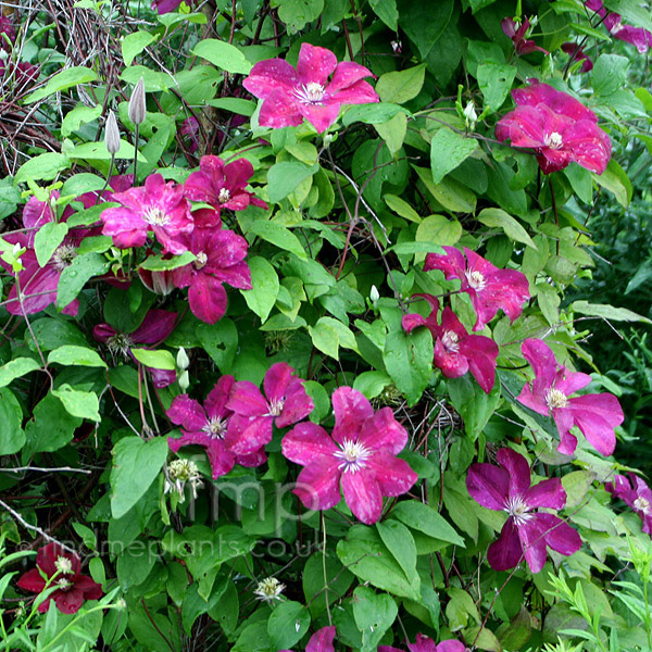 Big Photo of Clematis 