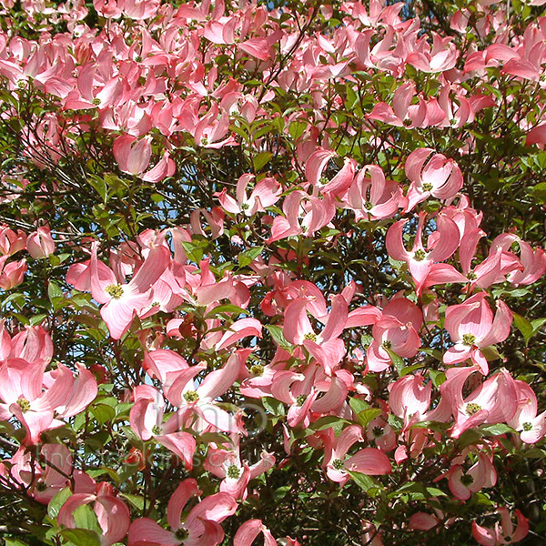 Big Photo of Cornus Florida