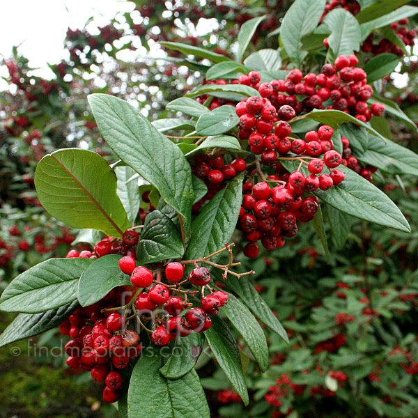 Big Photo of Cotoneaster 