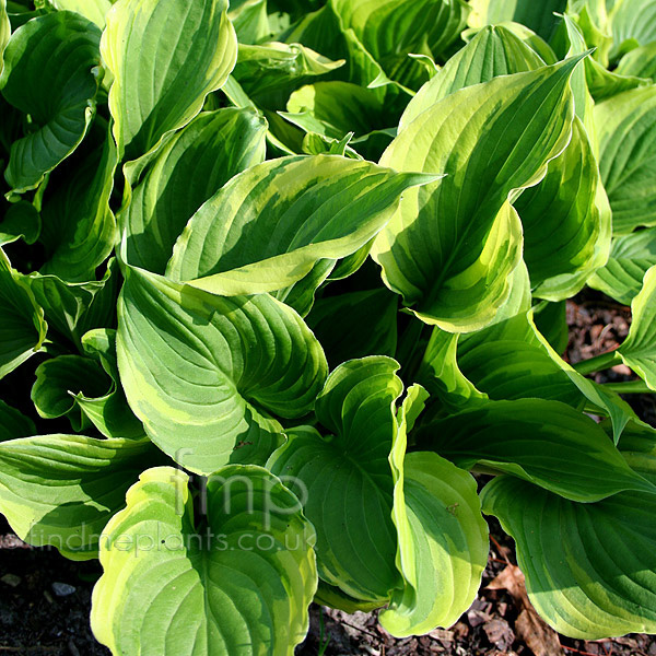Big Photo of Hosta Fortunei
