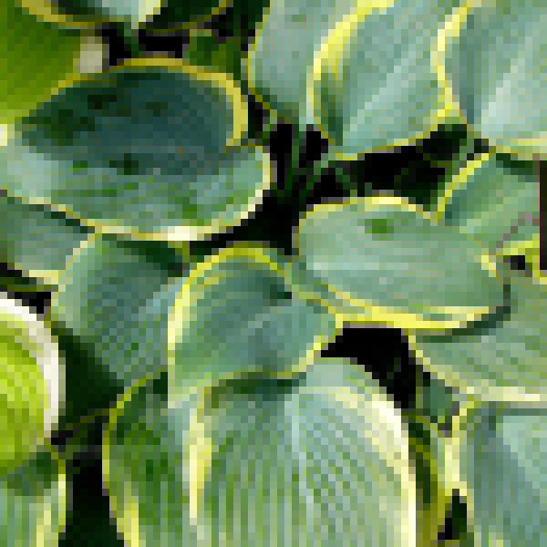Big Photo of Hosta 
