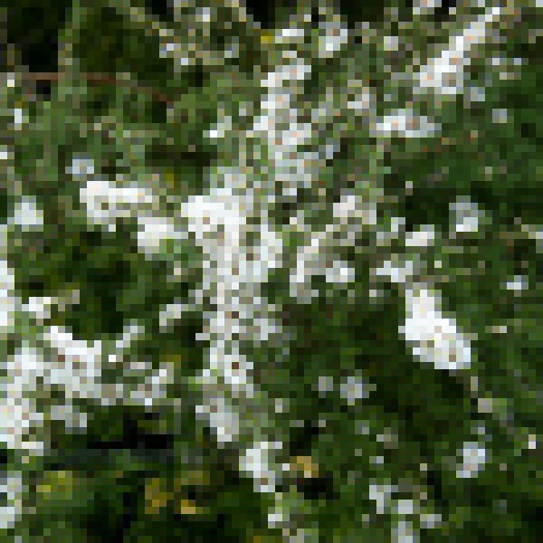 Big Photo of Leptospermum Scoparium