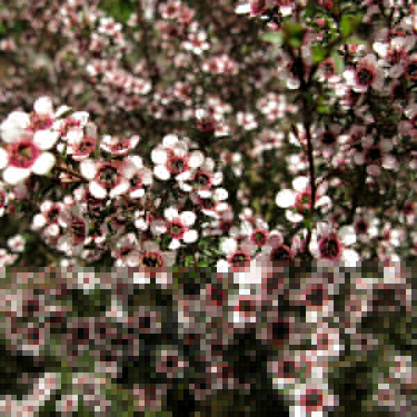 Big Photo of Leptospermum Scoparium, Flower Close-up