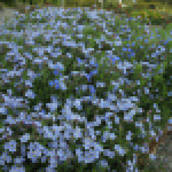 Big Photo of Lithodora Diffusa