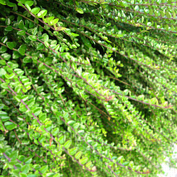 Big Photo of Lonicera Nitida, Leaf Close-up
