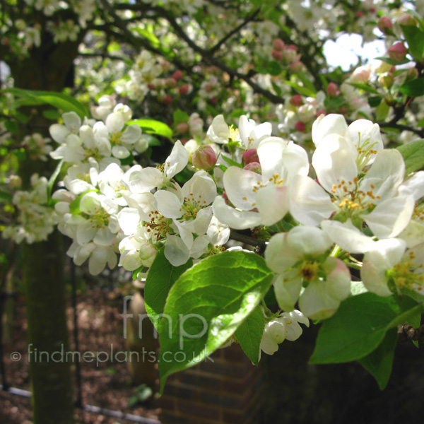 Big Photo of Malus 
