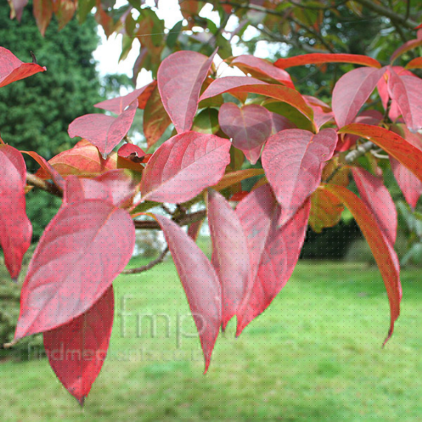 Big Photo of Nyssa Sinensis
