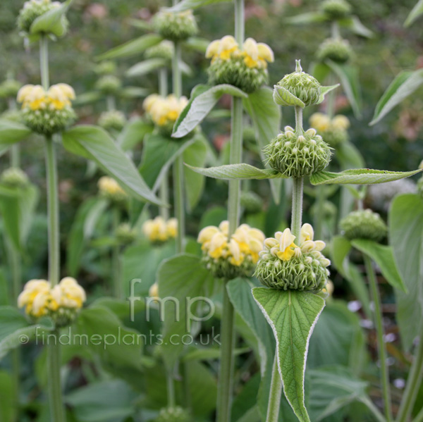 Big Photo of Phlomis Russeliana, Flower Close-up