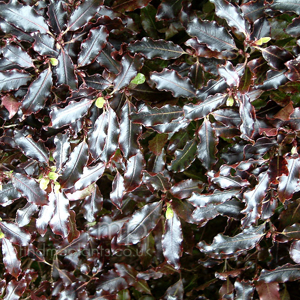 Big Photo of Pittosporum Tenufolium