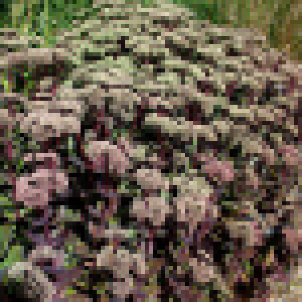 Big Photo of Sedum Telephium