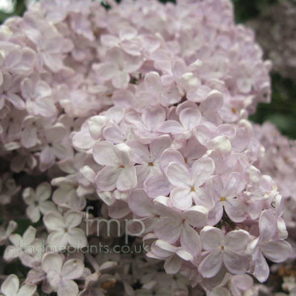 Big Photo of Syringa Vulgaris, Flower Close-up