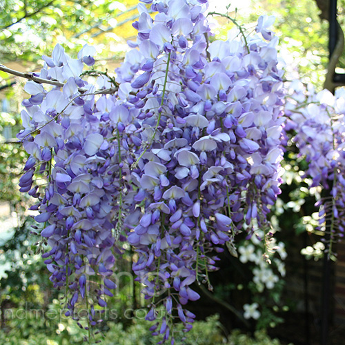 Big Photo of Wisteria Sinensis