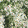 Aster ericoides - Aster Daisy