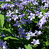 Campanula lactiflora - Prichards Variety - Campanula, Bellflower