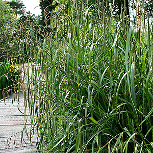Carex pendula (Weeping Sedge, Carex)