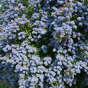 Ceanothus concha (Californian Lilac)