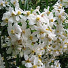 Choisya ternata - Aztec Pearl - Choisya