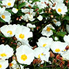 Cistus cobariensis