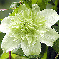 Clematis - 'Alba Plena'