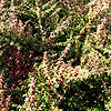 Cotoneaster linearifolius - Cotoneaster