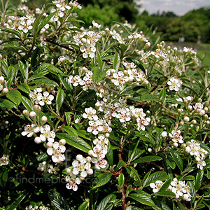 Cotoneaster salicifolius - 'Gnom'