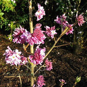 Daphne bholua - glacialis