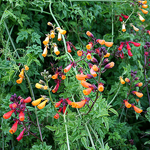 Eccremocarpus scaber - 'Tresco Crimson'